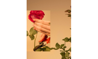 Griezt rozes pirms vai pēc ziemas?